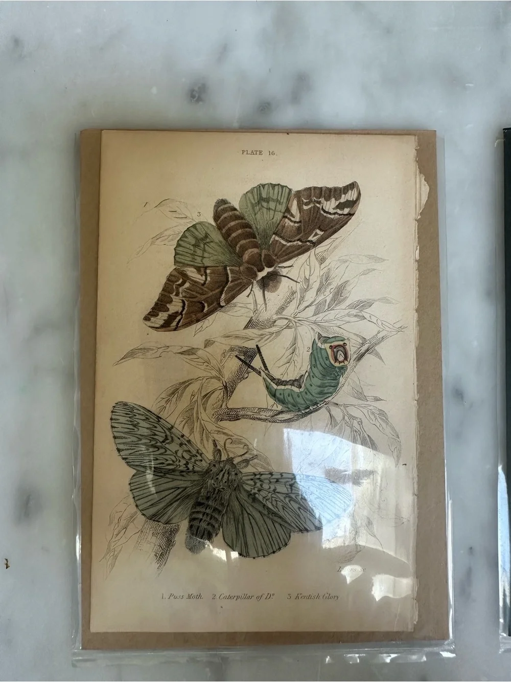 1800s Jardines Natural History Butterfly Chromolithograph Prints